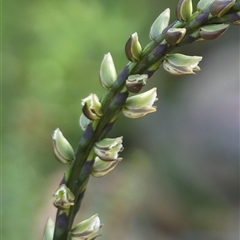 Prasophyllum elatum (Tall Leek Orchid) at Bundanoon, NSW - 17 Sep 2024 by Curiosity