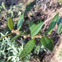 Elaeocarpus holopetalus (Black Olive Berry) at Bemboka, NSW - 18 Sep 2024 by plants