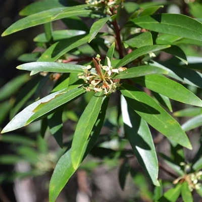 Tasmannia lanceolata (Mountain Pepper) at Bemboka, NSW - 17 Sep 2024 by plants