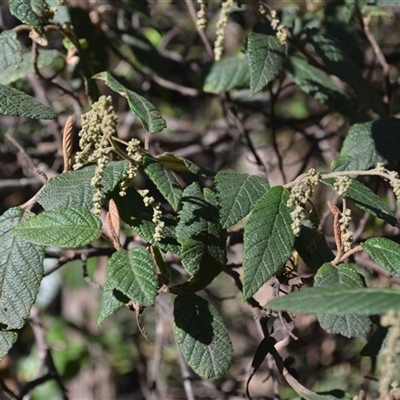 Pomaderris aspera (Hazel Pomaderris) at Bemboka, NSW - 18 Sep 2024 by plants