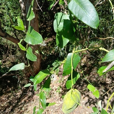 Araujia sericifera (Moth Plant) at Stony Creek, NSW - 18 Sep 2024 by plants