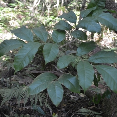 Alectryon subcinereus (Native Rambutan) at Nelson, NSW - 18 Sep 2024 by plants