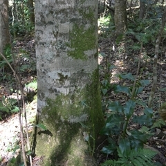 Schizomeria ovata (Crabapple) at Nelson, NSW - 18 Sep 2024 by plants