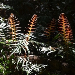 Blechnum cartilagineum (Gristle Fern) at Nelson, NSW - 18 Sep 2024 by plants