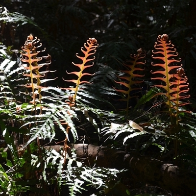 Blechnum cartilagineum (Gristle Fern) at Nelson, NSW - 18 Sep 2024 by plants