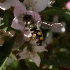 Simosyrphus grandicornis (Common hover fly) at Curtin, ACT - 22 Sep 2024 by iancurtin