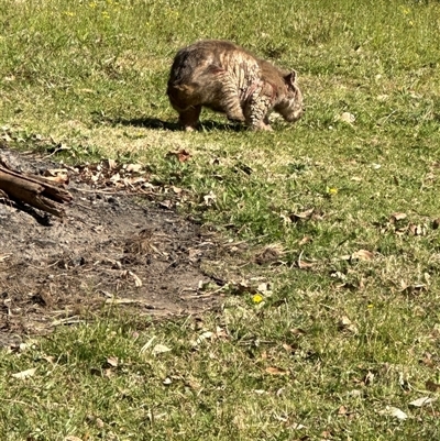 Vombatus ursinus (Common wombat, Bare-nosed Wombat) at Kangaroo Valley, NSW - 23 Sep 2024 by lbradley