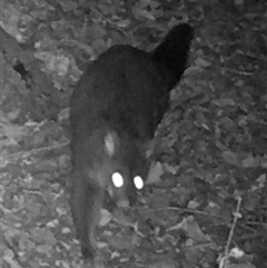 Trichosurus vulpecula (Common Brushtail Possum) at Kangaroo Valley, NSW - 22 Sep 2024 by lbradley