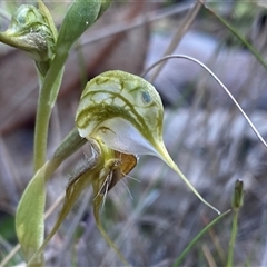 Pterostylis ciliata (Hairy Rufous Greenhood) at Amelup, WA - 22 Sep 2023 by NedJohnston