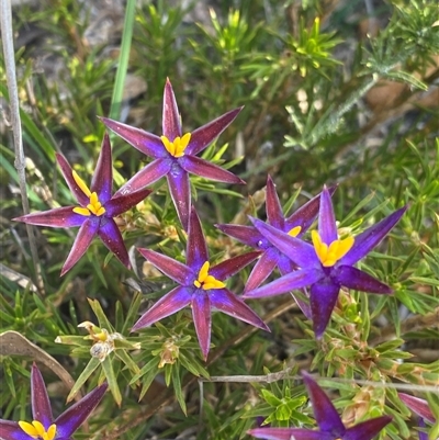 Calectasia valida (Robust Tinsel Lily) at Amelup, WA - 22 Sep 2023 by NedJohnston