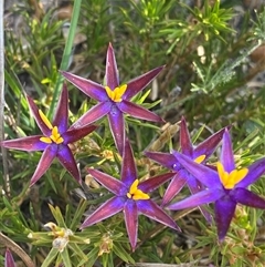 Calectasia valida at Amelup, WA - suppressed
