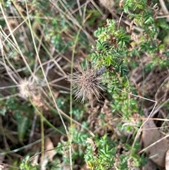 Acaena novae-zelandiae (Bidgee Widgee) at Tarago, NSW - 3 Jul 2023 by JaneR