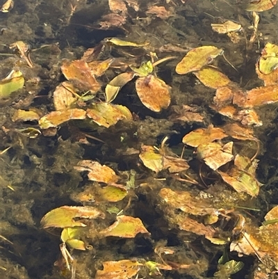 Potamogeton sulcatus (Pondweed) at Tarago, NSW - 3 Jul 2023 by JaneR