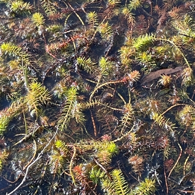 Myriophyllum sp. (Water-milfoil) at Tarago, NSW - 3 Jul 2023 by JaneR