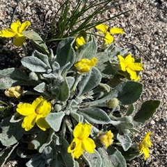 Goodenia affinis (Silver Goodenia) at Ravensthorpe, WA - 21 Sep 2023 by NedJohnston