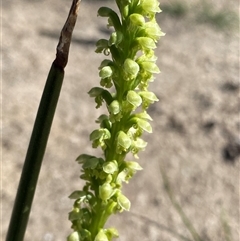 Microtis media (Common Mignonette Orchid) at Ravensthorpe, WA - 21 Sep 2023 by NedJohnston