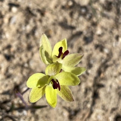 Thelymitra antennifera (Vanilla Orchid, Lemon-scented Sun Orchid) at Ravensthorpe, WA - 21 Sep 2023 by NedJohnston