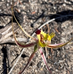 Caladenia falcata at Ravensthorpe, WA - 21 Sep 2023 by NedJohnston