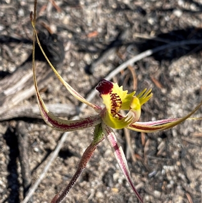 Caladenia falcata at Ravensthorpe, WA - 21 Sep 2023 by NedJohnston