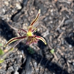 Caladenia barbarossa (Dragon Orchid) at Ravensthorpe, WA - 21 Sep 2023 by NedJohnston