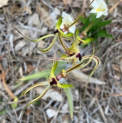 Caladenia falcata (Fringed Mantis Orchid) at Katanning, WA - 21 Sep 2023 by NedJohnston