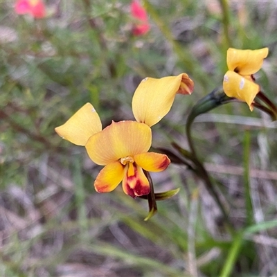 Diuris corymbosa at Katanning, WA - 21 Sep 2023 by NedJohnston