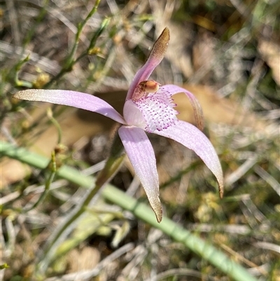 Caladenia hirta (Sugar Candy Orchid) at North Stirlings, WA - 22 Sep 2023 by NedJohnston