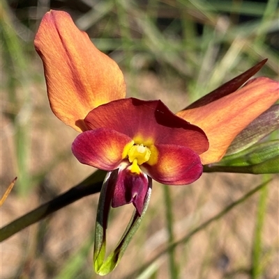 Diuris longifolia (Purple Pansy Orchid) at North Stirlings, WA - 22 Sep 2023 by NedJohnston