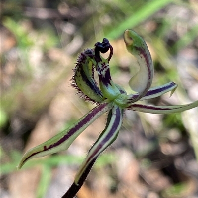 Caladenia barbarossa (Dragon Orchid) at Amelup, WA - 22 Sep 2023 by NedJohnston