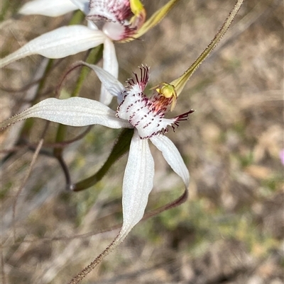 Caladenia longicauda at Amelup, WA - 22 Sep 2023 by NedJohnston