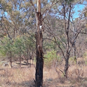 Cracticus torquatus at Macarthur, ACT - 23 Sep 2024