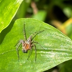 Oxyopes sp. (genus) (Lynx spider) at Kangaroo Valley, NSW - 23 Sep 2024 by lbradley