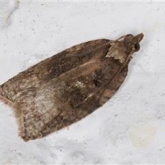 Tarachota mersana (A Tortricid moth (Tortricinae) at Melba, ACT - 21 Sep 2024 by kasiaaus