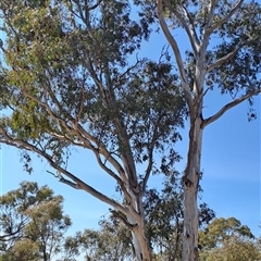 Eucalyptus melliodora (Yellow Box) at Macarthur, ACT - 23 Sep 2024 by LPadg