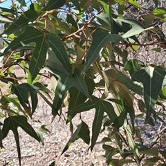 Brachychiton populneus subsp. populneus at Macarthur, ACT - 23 Sep 2024