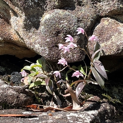 Dendrobium kingianum subsp. kingianum (Pink Rock Orchid) at Pillar Valley, NSW - 22 Sep 2024 by Dreamadua