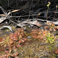 Drosera spatulata at Pillar Valley, NSW - 22 Sep 2024 by Dreamadua