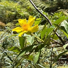 Hibbertia scandens at Clarenza, NSW - 22 Sep 2024 by Dreamadua