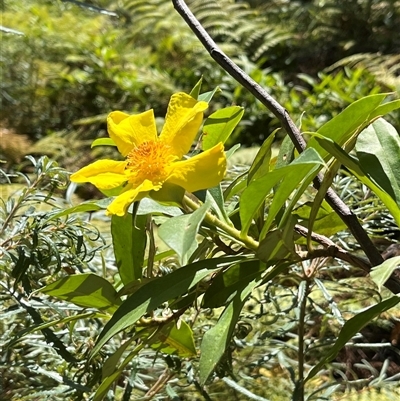 Hibbertia scandens at Clarenza, NSW - 22 Sep 2024 by Dreamadua