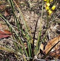 Diuris sulphurea (Tiger Orchid) at Moollattoo, NSW - 22 Sep 2024 by PaperbarkNativeBees