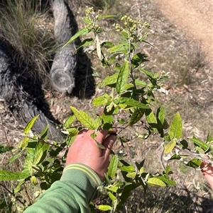 Olearia lirata at Forde, ACT - 23 Sep 2024 12:03 PM