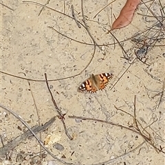 Vanessa kershawi (Australian Painted Lady) at Moollattoo, NSW - 22 Sep 2024 by PaperbarkNativeBees