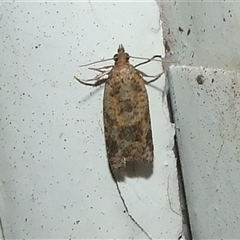 Constrictana catharia at Coburg, VIC - 28 Nov 2007 02:53 AM