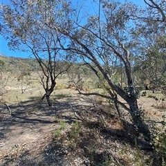 Eucalyptus bridgesiana (Apple Box) at Macarthur, ACT - 23 Sep 2024 by LPadg