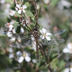 Hemicordulia tau (Tau Emerald) at Jervis Bay, JBT - 18 Sep 2024 by Tammy