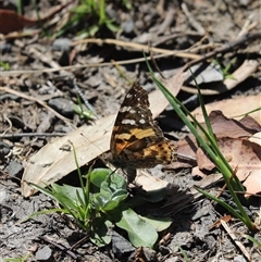 Vanessa kershawi (Australian Painted Lady) at Tianjara, NSW - 18 Sep 2024 by Tammy