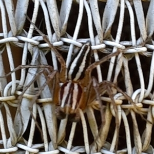 Oxyopes gracilipes at Goulburn, NSW - suppressed