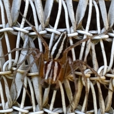 Oxyopes gracilipes (Graceful-legs Lynx Spider) at Goulburn, NSW - 23 Sep 2024 by glbn1