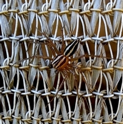 Oxyopes gracilipes at Goulburn, NSW - suppressed