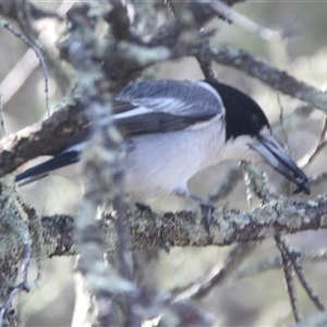 Cracticus torquatus at Cooma, NSW - 23 Sep 2024 10:29 AM